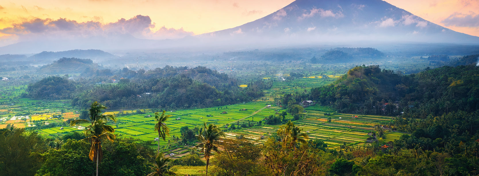 ubud rice fields