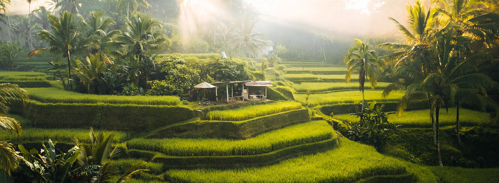 rice field in bali