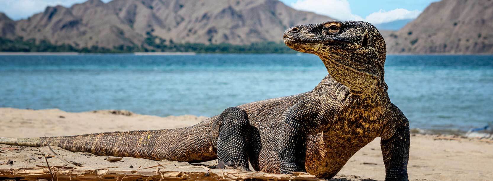 Komodo island bali Indonesia