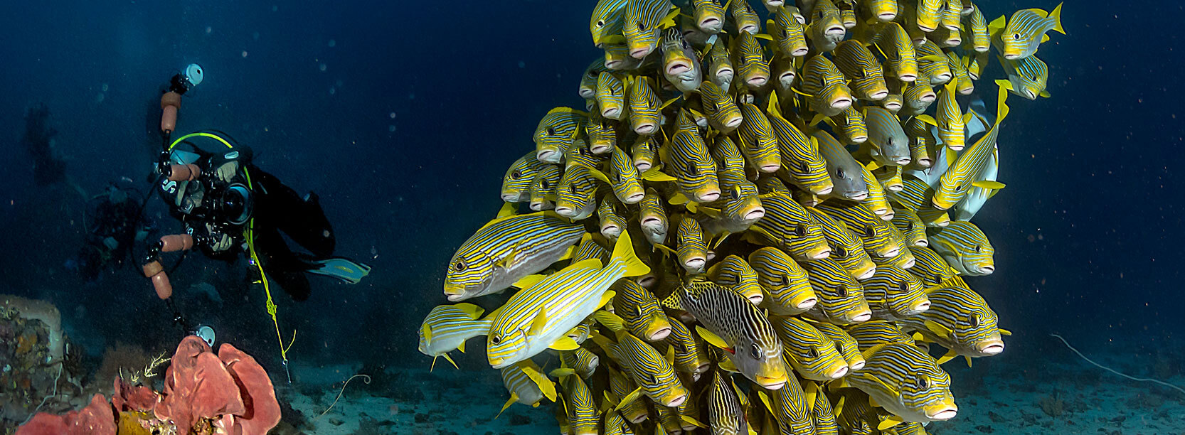 cape kri island for diving