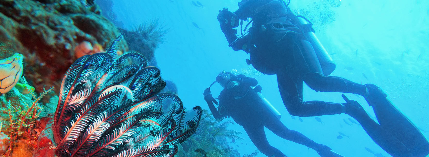 Diving & Snorkelling at raja ampat