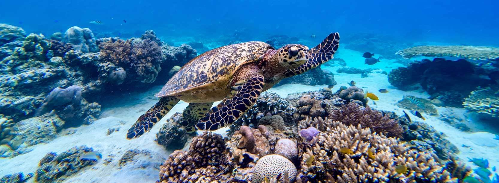 gili islands snorkeling