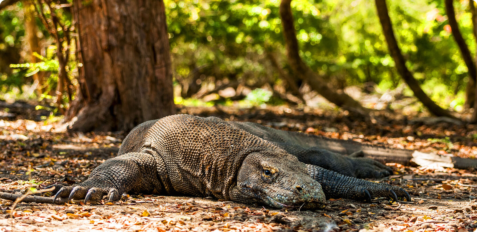 Komodo National Park in bali indonesia