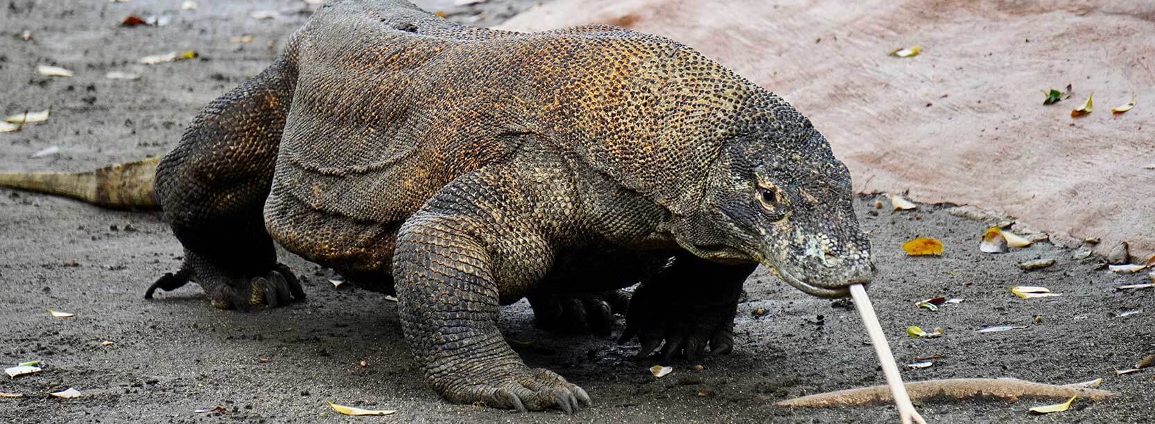Komodo islands